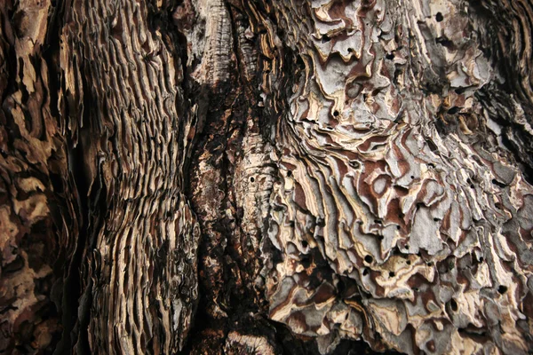 Closeup of tree trunk — Stock Photo, Image