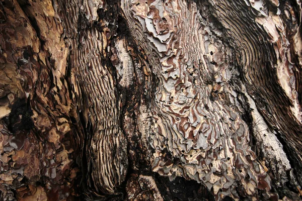 Closeup of tree trunk — Stock Photo, Image