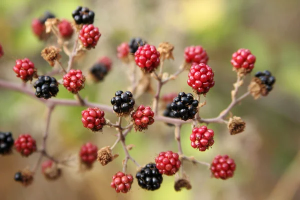 Blackberry — Stock Photo, Image