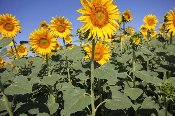 Girasol — Foto de Stock