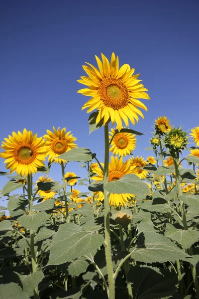 Sunflower — Stock Photo, Image