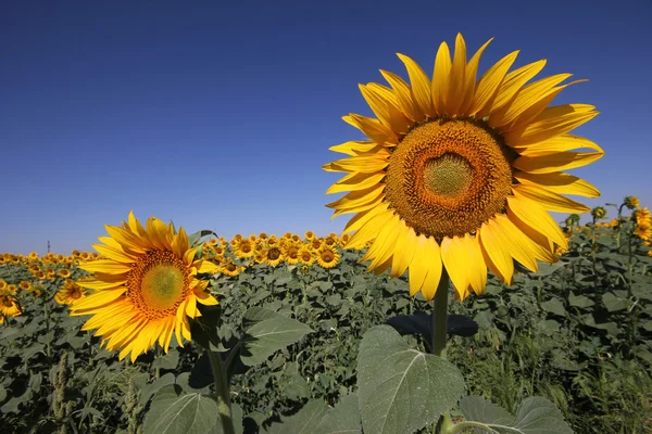 Sunflower — Stock Photo, Image