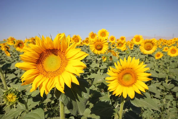 Girasol — Foto de Stock