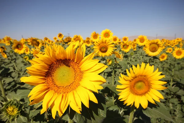 Girasol — Foto de Stock