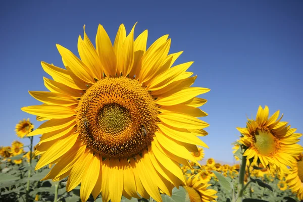 Sunflower — Stock Photo, Image