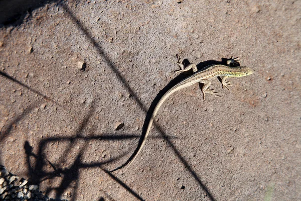 Lizard — Stock Photo, Image