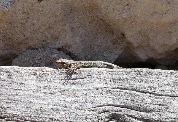 Lizard — Stock Photo, Image