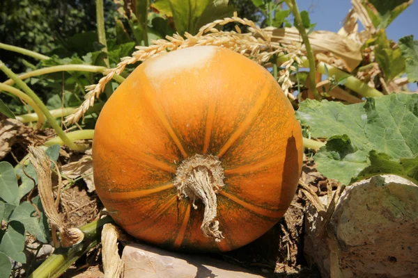 Pumpkins field — Stock Photo, Image