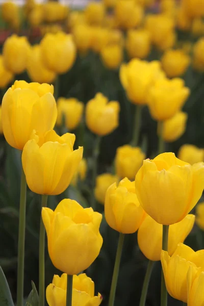 Tulpe — Stockfoto