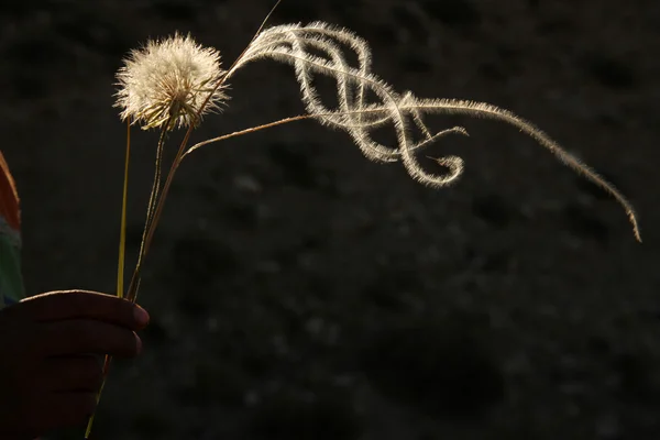 Dandelion — Stock Photo, Image