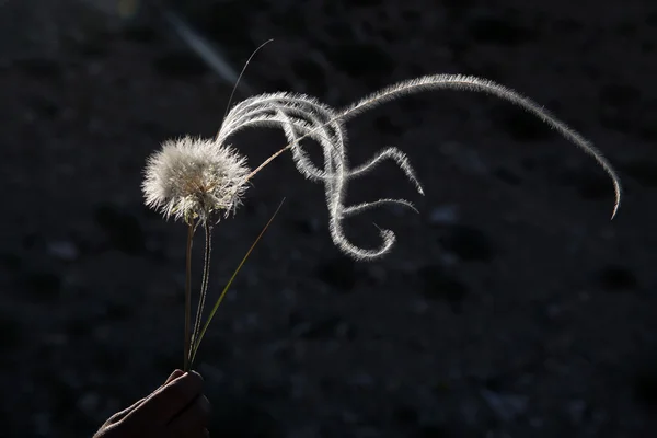 Diente de león — Foto de Stock