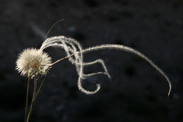 Paardebloem — Stockfoto