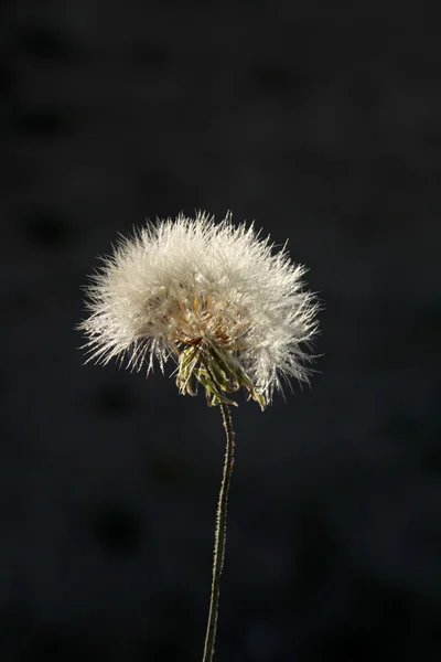 Paardebloem — Stockfoto