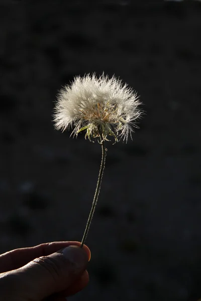 Maskros — Stockfoto