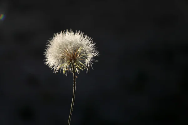 Paardebloem — Stockfoto