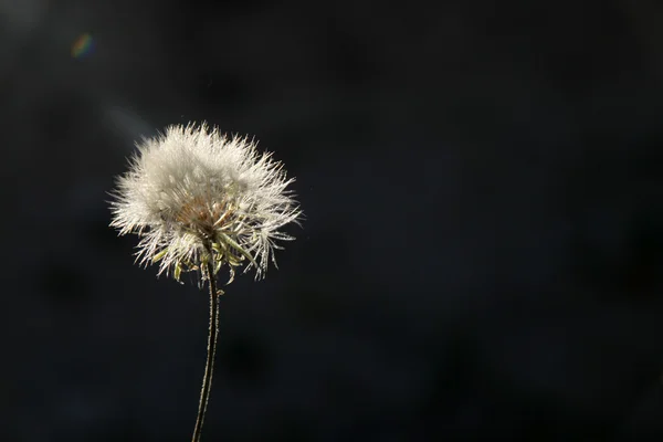 Karahindiba. — Stok fotoğraf