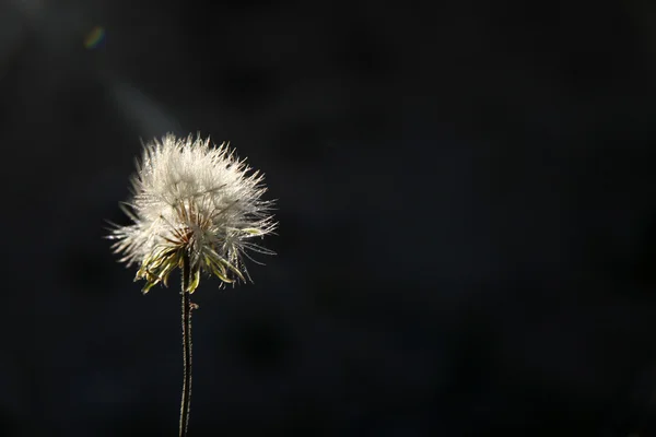 Diente de león — Foto de Stock