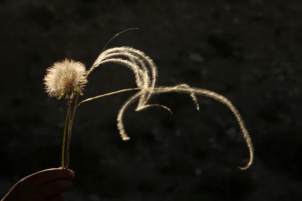 Dandelion — Stock Photo, Image