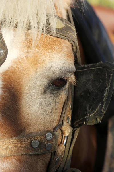 Cavalo — Fotografia de Stock