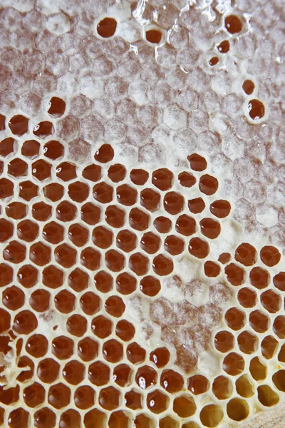 รังผึ้ง — ภาพถ่ายสต็อก