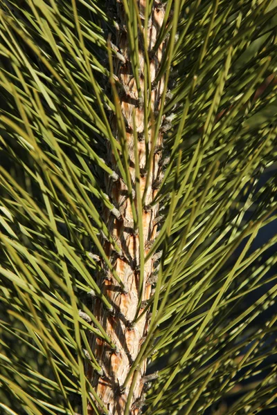 Pine tree — Stock Photo, Image