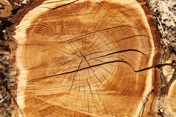 Baumhintergrund — Stockfoto