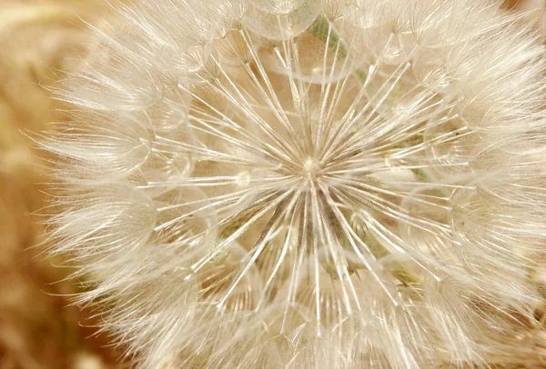 Dandelion — Stock Photo, Image