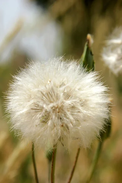 Löwenzahn — Stockfoto