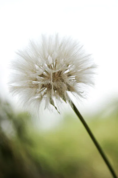 Paardebloem — Stockfoto