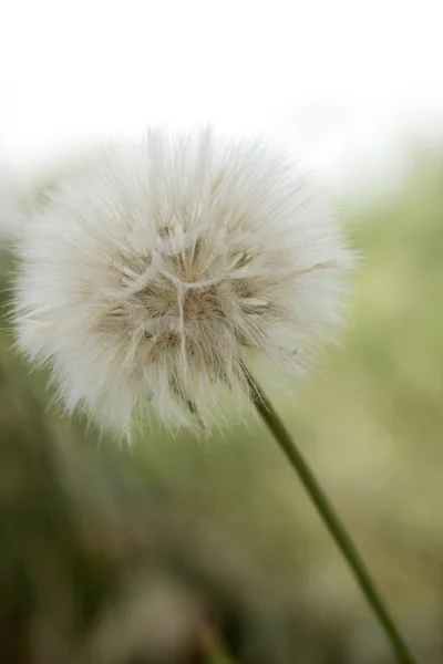 Karahindiba. — Stok fotoğraf