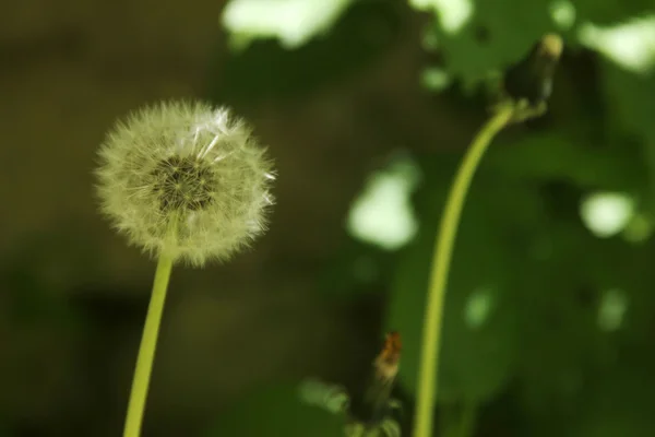 Diente de león — Foto de Stock