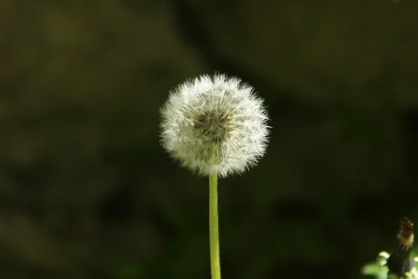 Dente-de-leão — Fotografia de Stock