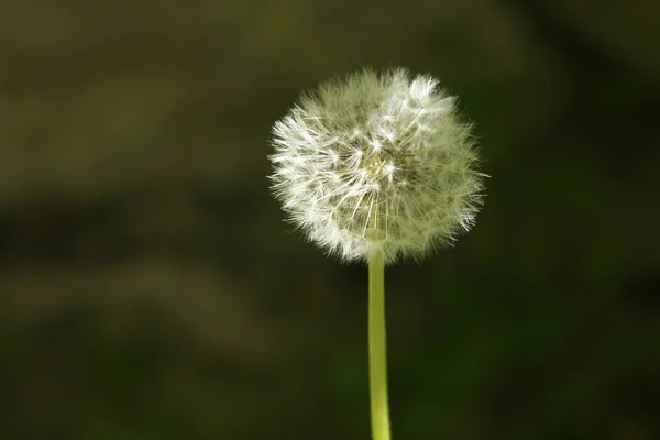 Löwenzahn — Stockfoto