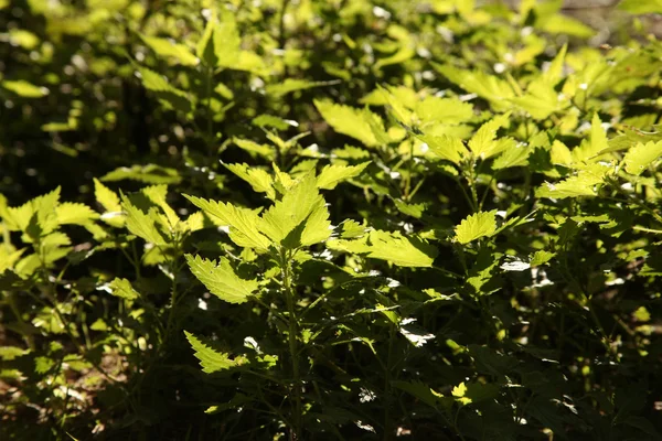 荨麻 — 图库照片