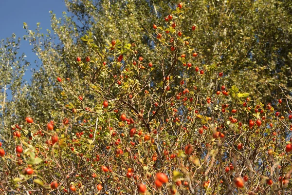 Rosehip — Φωτογραφία Αρχείου