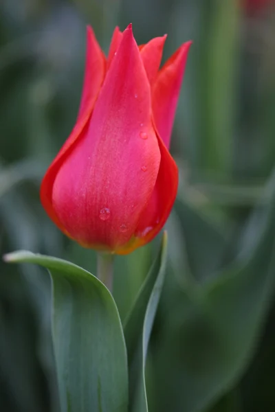 Tulpe — Stockfoto