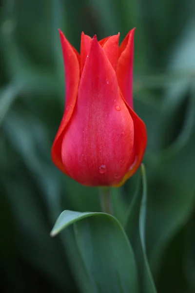 Tulpe — Stockfoto