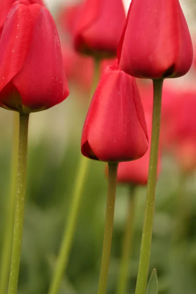 Tulipa — Fotografia de Stock