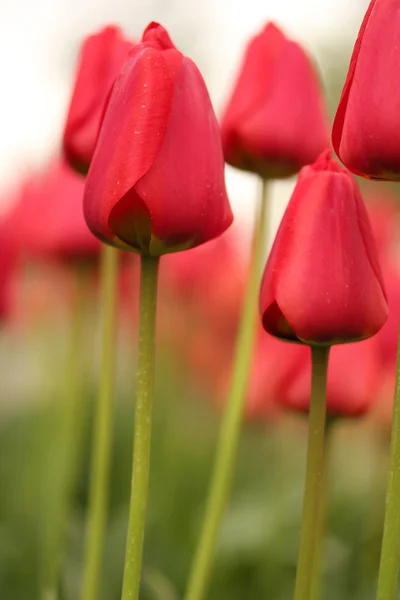 Tulipa — Fotografia de Stock