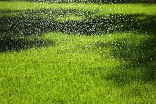 Sprinklerů zalévání trávníku — Stock fotografie