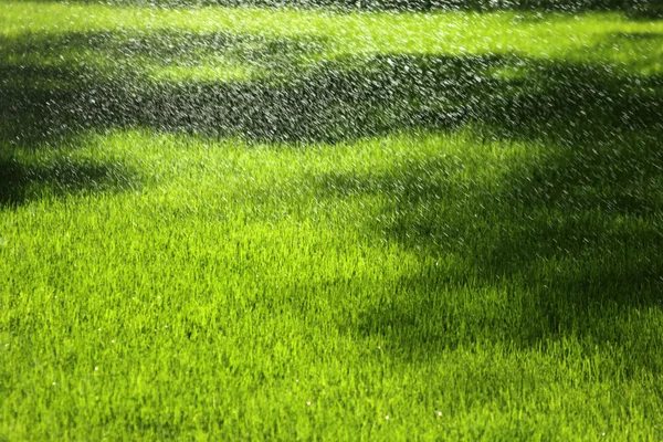 Sprinkler vattna gräsmattan — Stockfoto