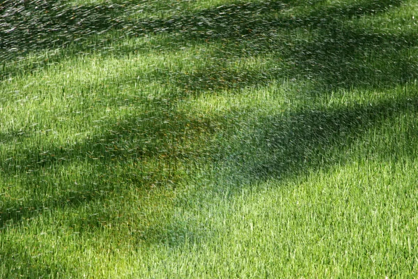 Sprinkler drenken het gazon — Stockfoto