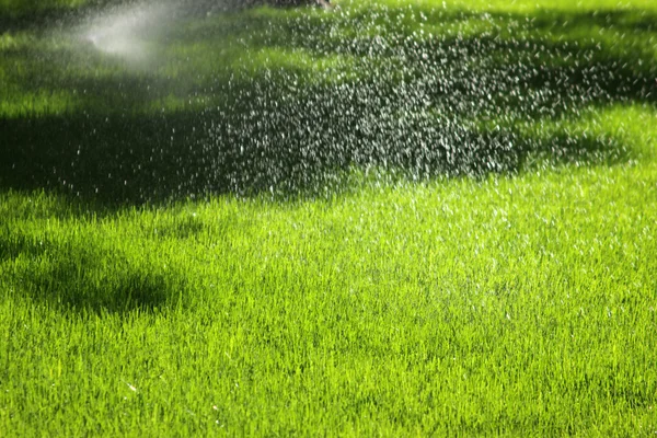 Спринклер поливает газон — стоковое фото