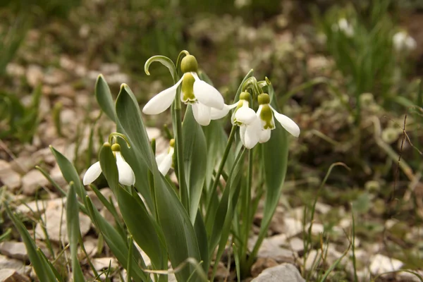 Snowdrops — Φωτογραφία Αρχείου