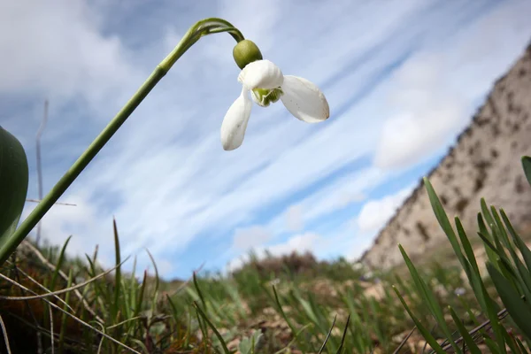 Snowdrops — Φωτογραφία Αρχείου