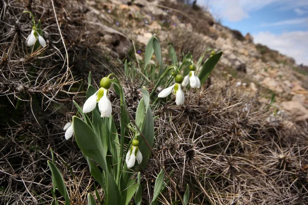 Sneeuwklokjes — Stockfoto