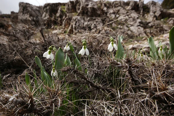 Chutes de neige — Photo