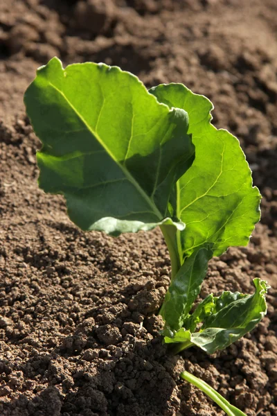 Sugar beet — Stock Photo, Image