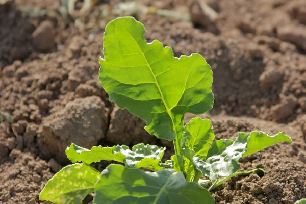 Beet sugar — Zdjęcie stockowe