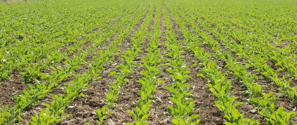 Sugar beet — Stock Photo, Image